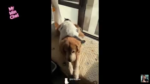 Funny Animals videos 😂 Funniest Cats and Dogs 2024