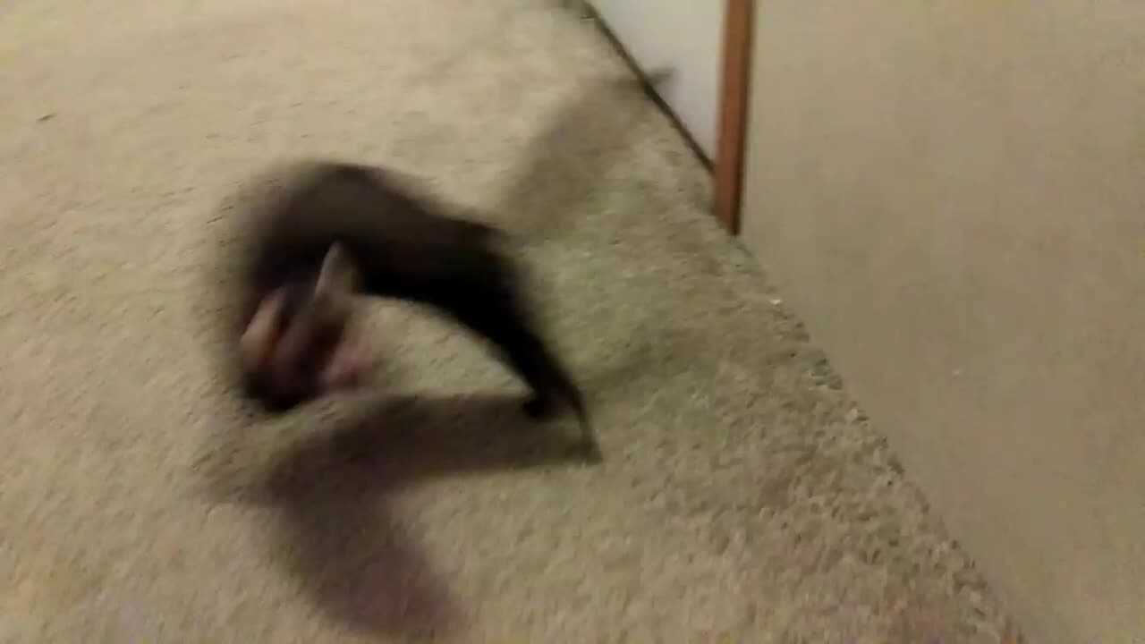 Little Bear escapes while I was cleaning