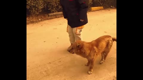 the dog is dancing with the cute baby!