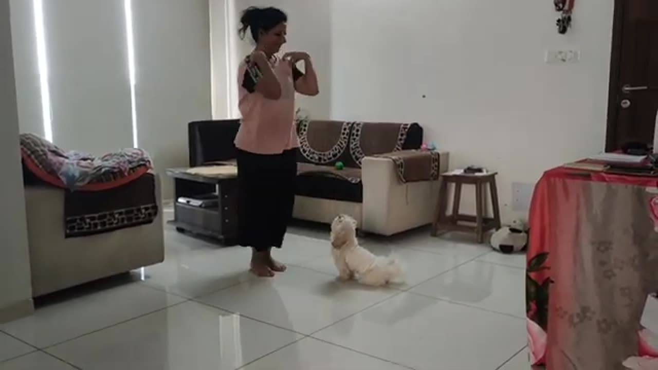 Dramebaaz shih Tzu dog 🤪 ||Ginger nahi sudhregi 🤣 || Ginger The Cute Shih Tzu