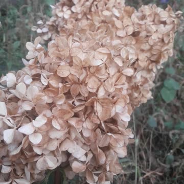 Hydrangea in early autumn
