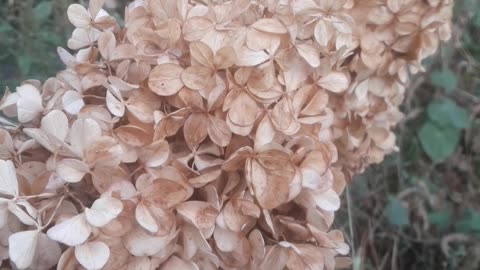 Hydrangea in early autumn