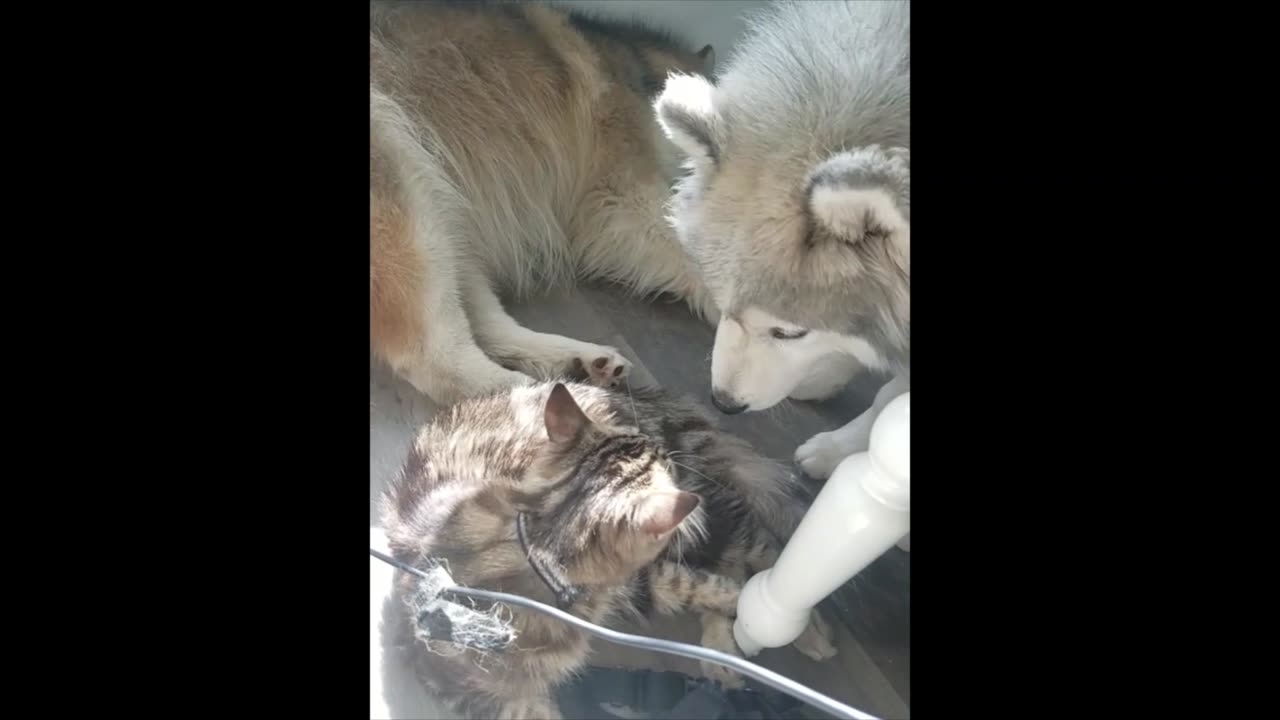 Cat playing with husky