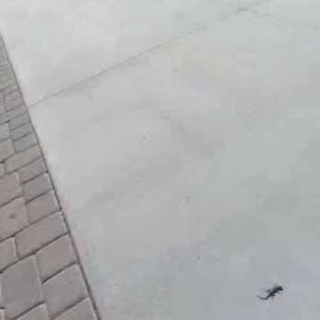 THE GECKO = THE KEY = THE LOCK = COCOA COCOA!! = JESUS.