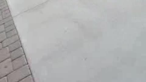 THE GECKO = THE KEY = THE LOCK = COCOA COCOA!! = JESUS.