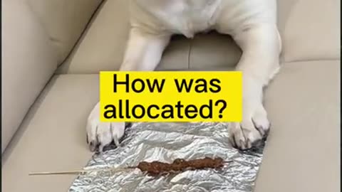 Funny and Cute Dog Video