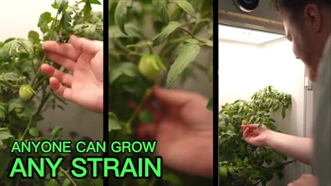 Hey Abby Grow Box Review