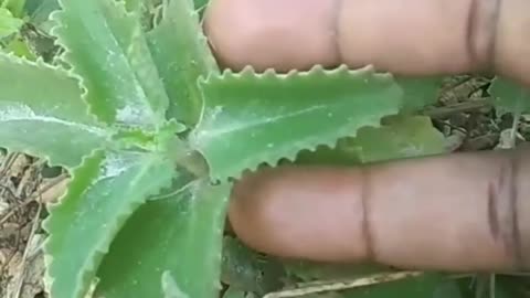 A plant that removes tumors and cancer