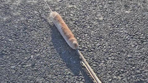 Spreading Cattail Seeds