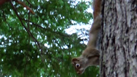 Red Squirrel