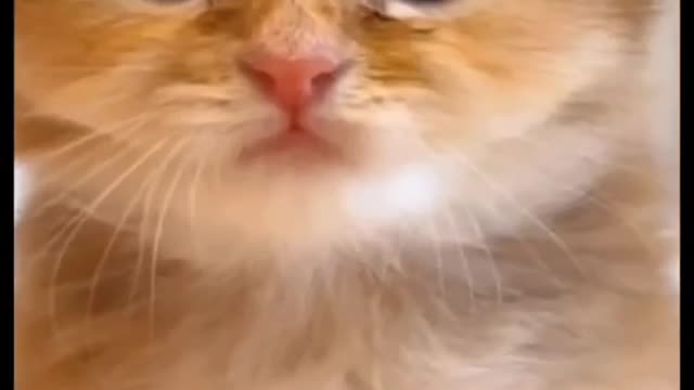 That's too '# cat# of the # lovely