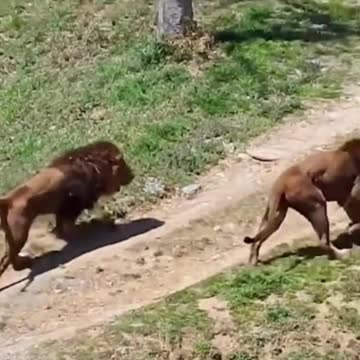This Lion Just Tried To Take The Other Lion's Girl - Try Not To Laugh!