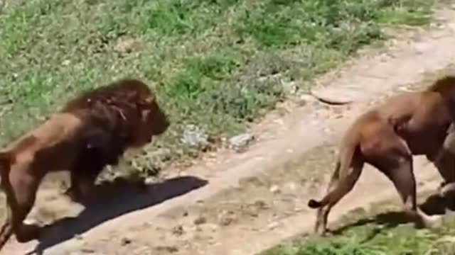 This Lion Just Tried To Take The Other Lion's Girl - Try Not To Laugh!