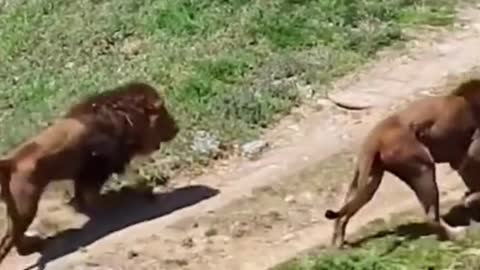 This Lion Just Tried To Take The Other Lion's Girl - Try Not To Laugh!