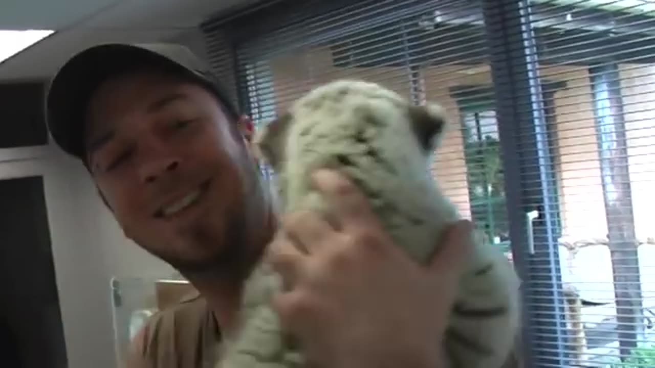 Baby tiger