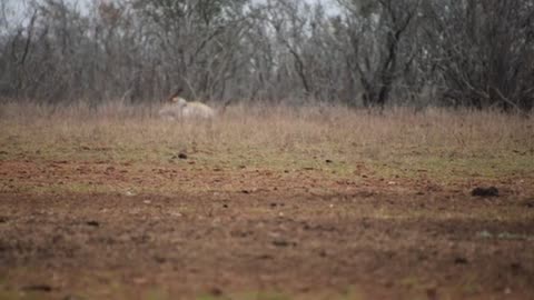 Nilgai Hunt at the G2 Ranch