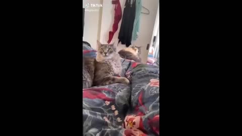 Cat Funny-Cute Video compilation - Part 12