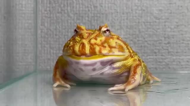 Give the frog the queen of the giant hornet .../ Pacman frog , African bullfrog【LIVE FEEDING】