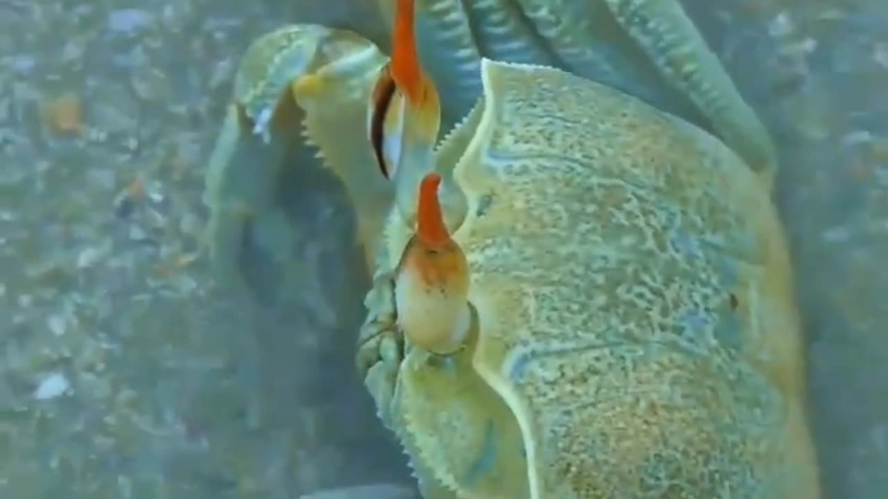 Crab's Temporary Shelter for Enemies