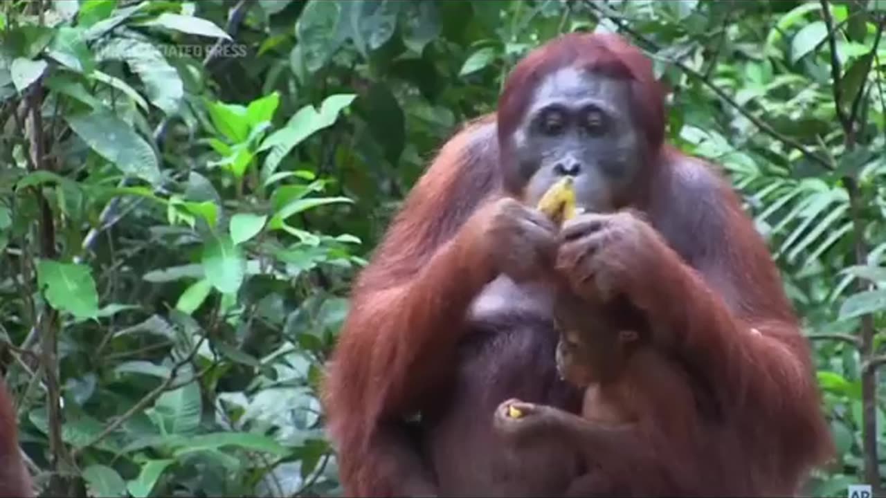 Chimpanji talking video