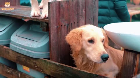 4K Quality Animal Footage - Dogs and Puppies Beautiful Scenes 4 _ Viral Dog Puppy