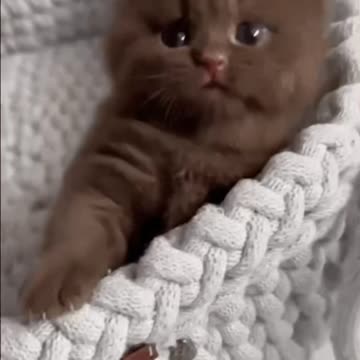 Cute Cat Gif