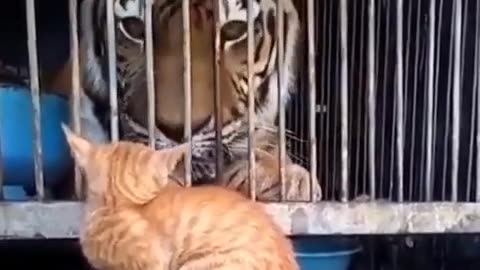 🙏❤🎉🎉🎉🎊🎊🎊️SWEET AND FUNNY ANIMALS SHOTS 🙏❤️❤️🎉🎉🎉🎊🎊🎊