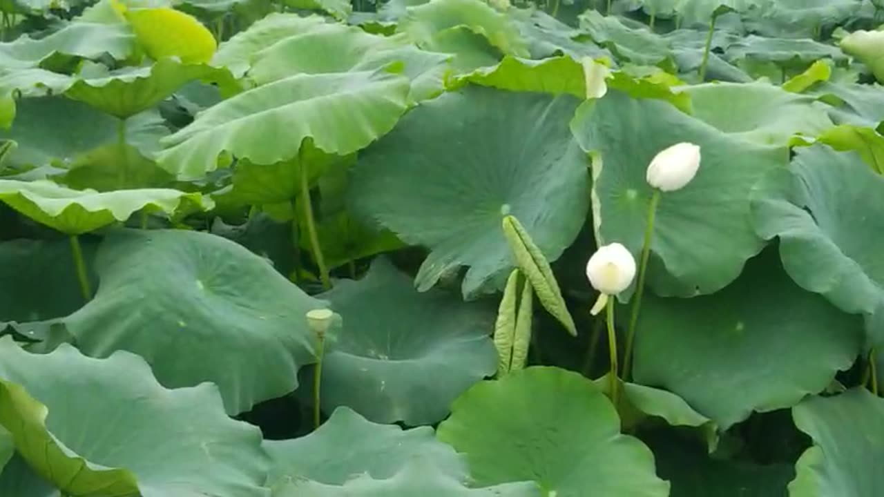 lotus pond