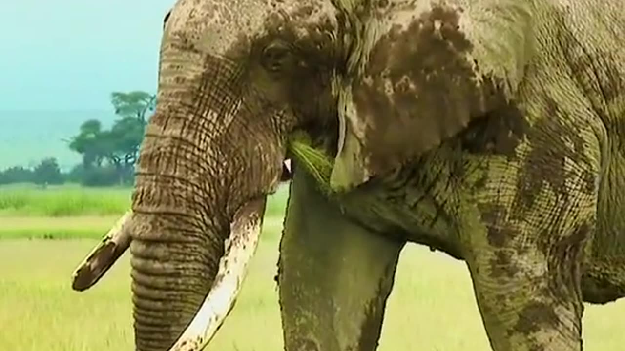 A lonely elephant is walking on the grassland