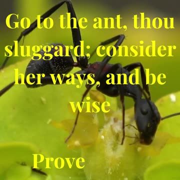 Go to the ant, thou sluggard; consider her ways, and be wise