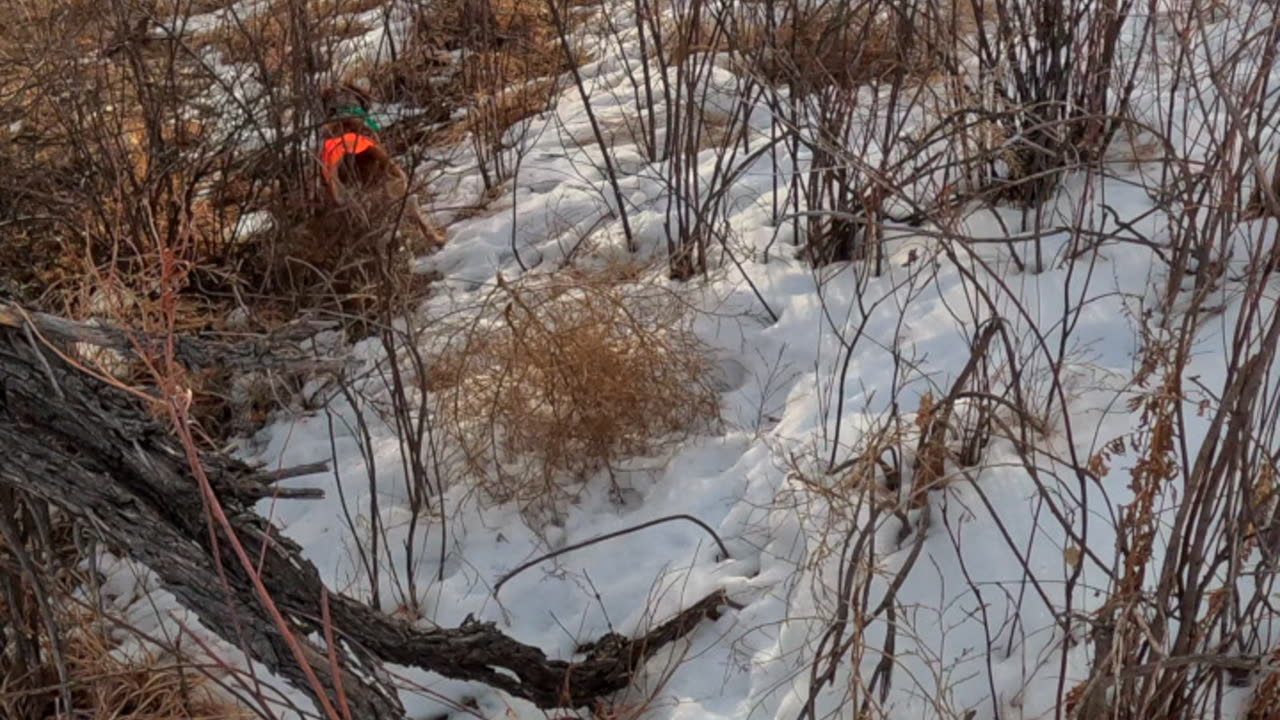 Colorado Pheasant Hunting | Lily tracks this one down