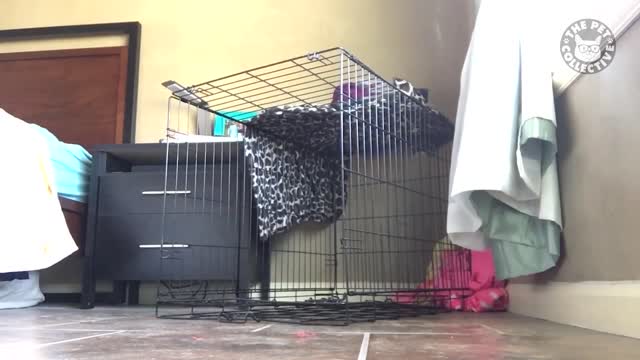 Pet Escape Artists Funny Pet Video Compilation The Pet Collective