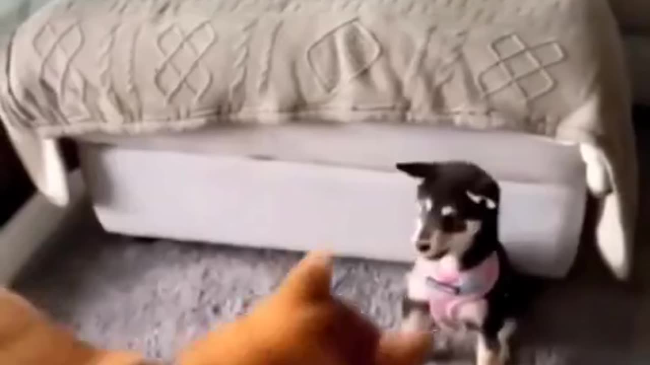 brilliant and funny canine