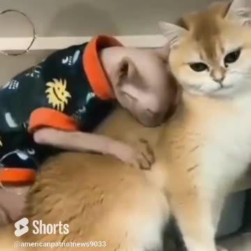 Joe Biden If He Was a Cat