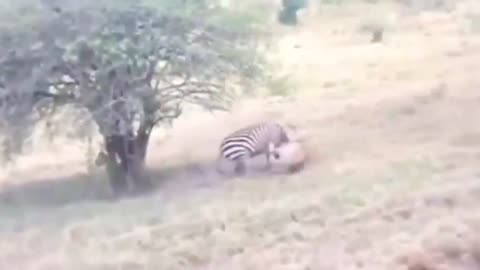 lioness attacks zebra and gets hurt