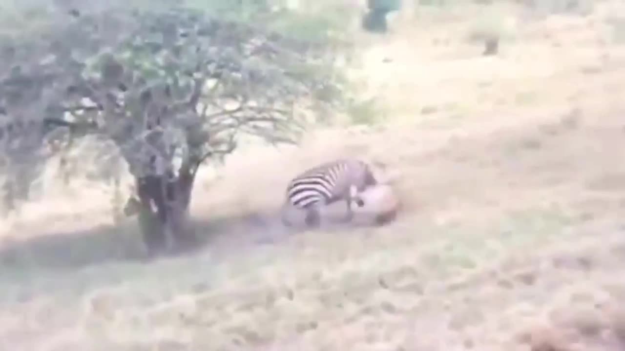 lioness attacks zebra and gets hurt