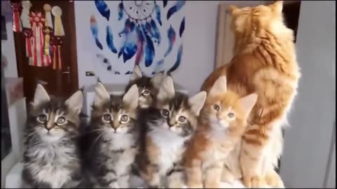 Cat Funny-Cute Video compilation - Part 6