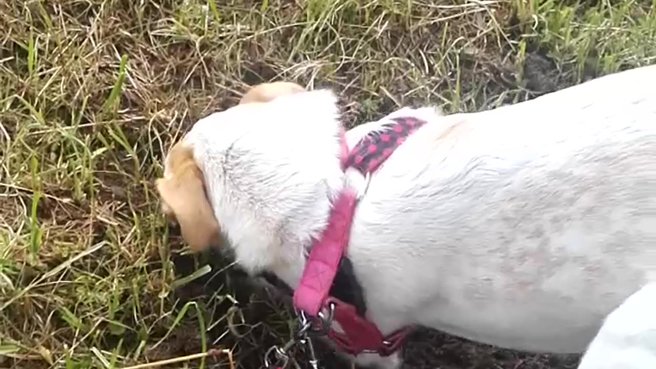 Dog funny research