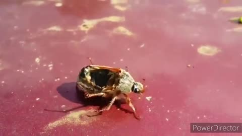 Woah: "Zombie" Beetle Controlled By Parasites After Death!