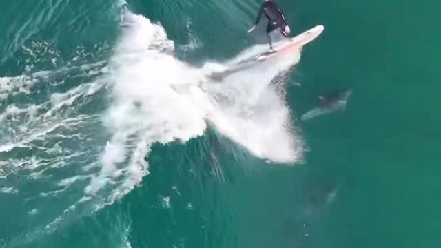 Surfers & Dolphins