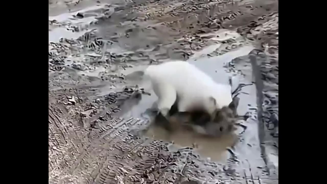 Funny animal video