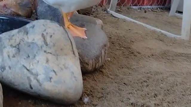 Pretty sure this pigeon thinks hes a duck