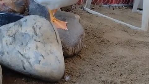 Pretty sure this pigeon thinks hes a duck