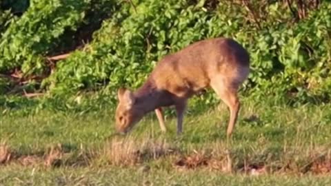 Chinese Water Deer 🦌 One Of The Cutest And Exotic Animals In The World #shorts