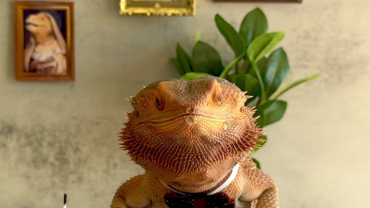 Fine Dining With a Bearded Dragon