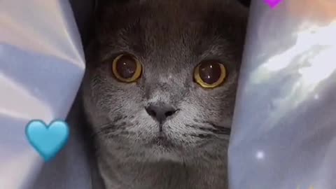 #question from @catcoco000 Come on to challenge #cat #catsoftiktok #cats #fyp #cute