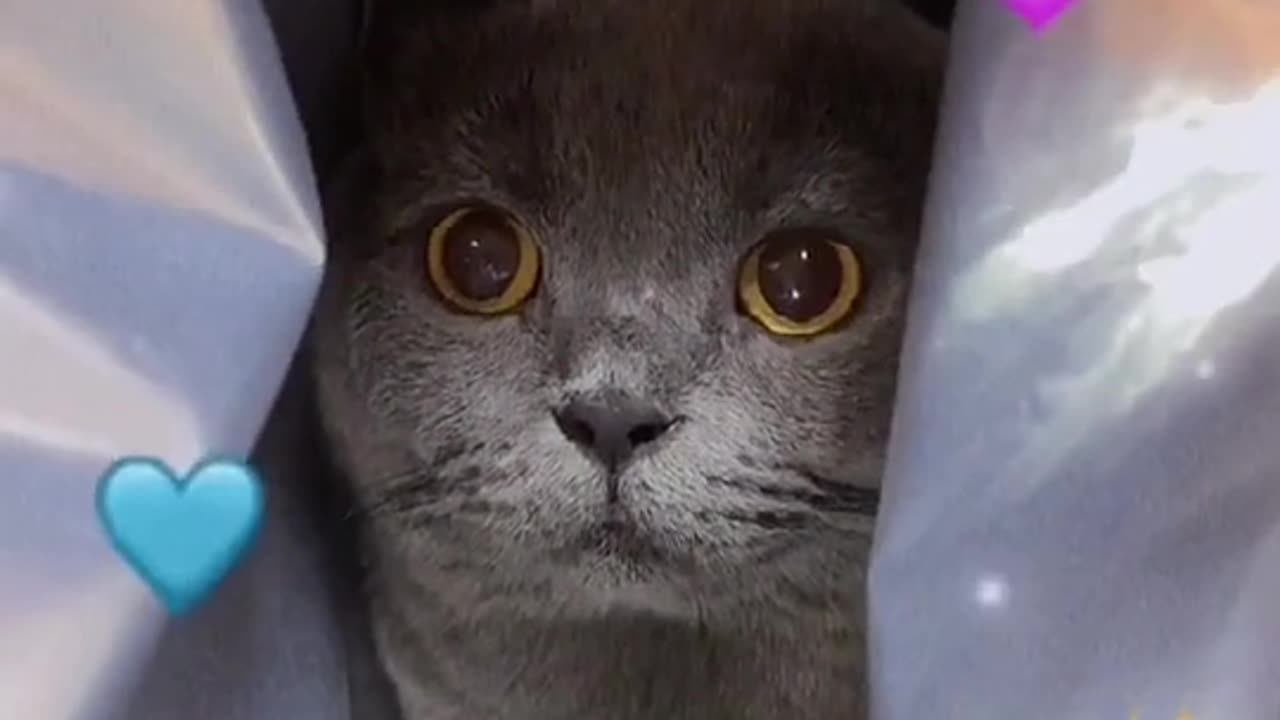 #question from @catcoco000 Come on to challenge #cat #catsoftiktok #cats #fyp #cute