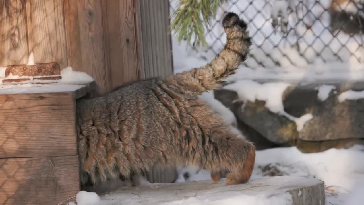 Pallas's cat patrols his territory