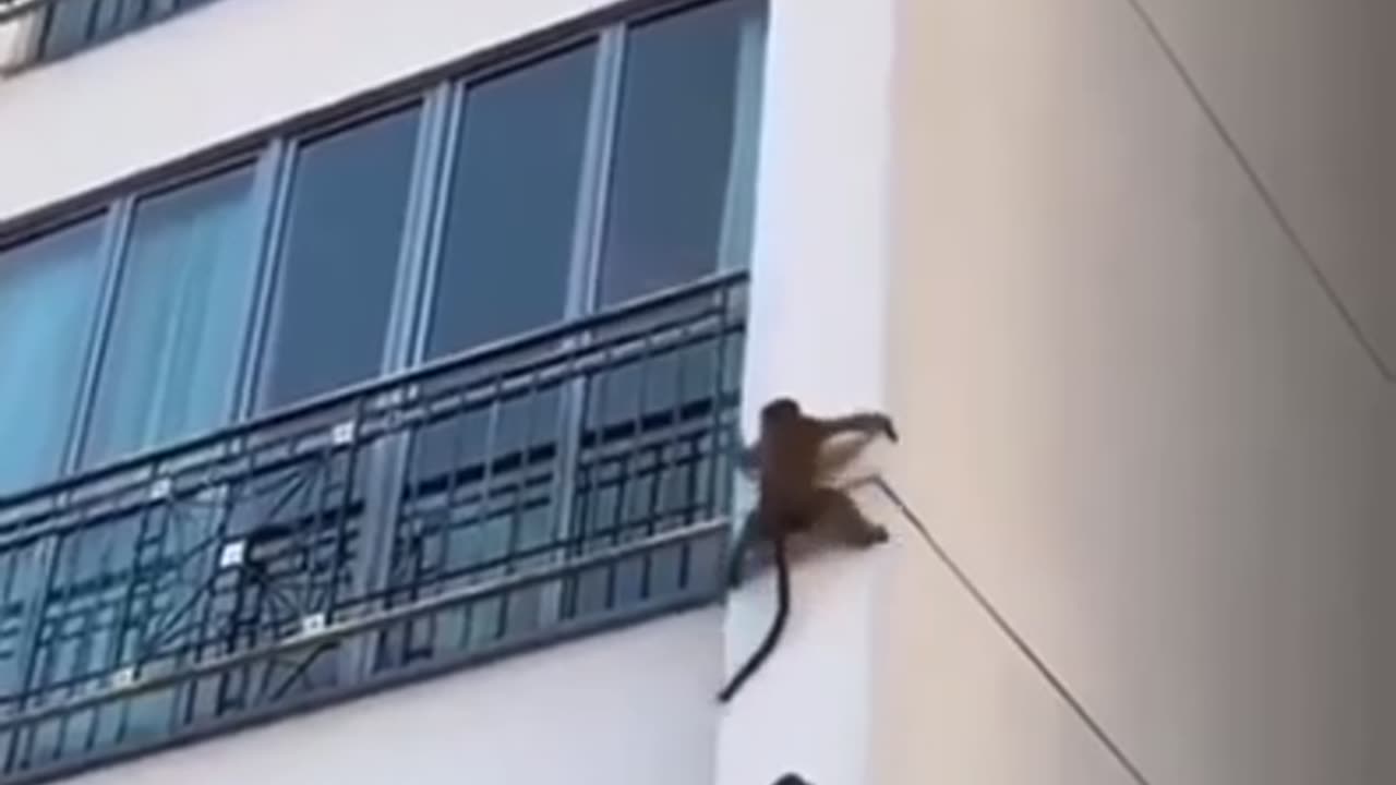 Monkey See, Monkey Do