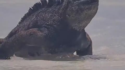 Godzilla is real